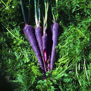 Carrot PurpleHaze