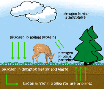 nitrogen cycle