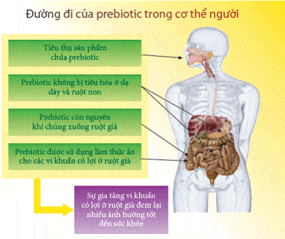 prebiotic