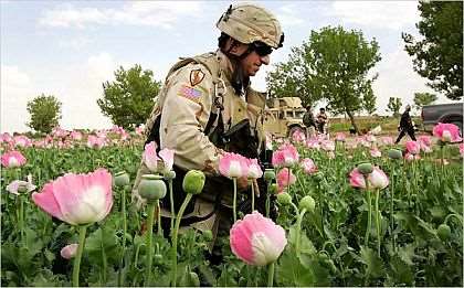 afghan-opium
