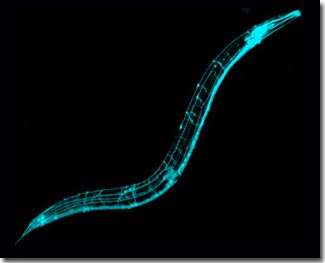 Caenorhaditis elegans 20101217231544