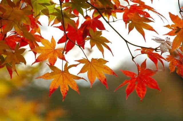[Image: fall-leaves.jpg]