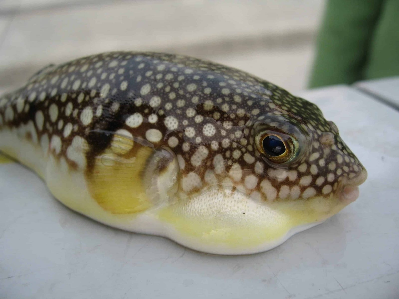 Young species of Tetraodontidae fugu 20191115111139 scaled