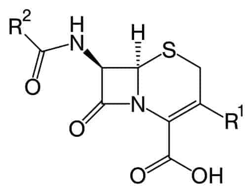Cephalosporin