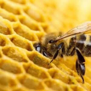 Mật ong: siêu thực phẩm và dược phẩm tự nhiên